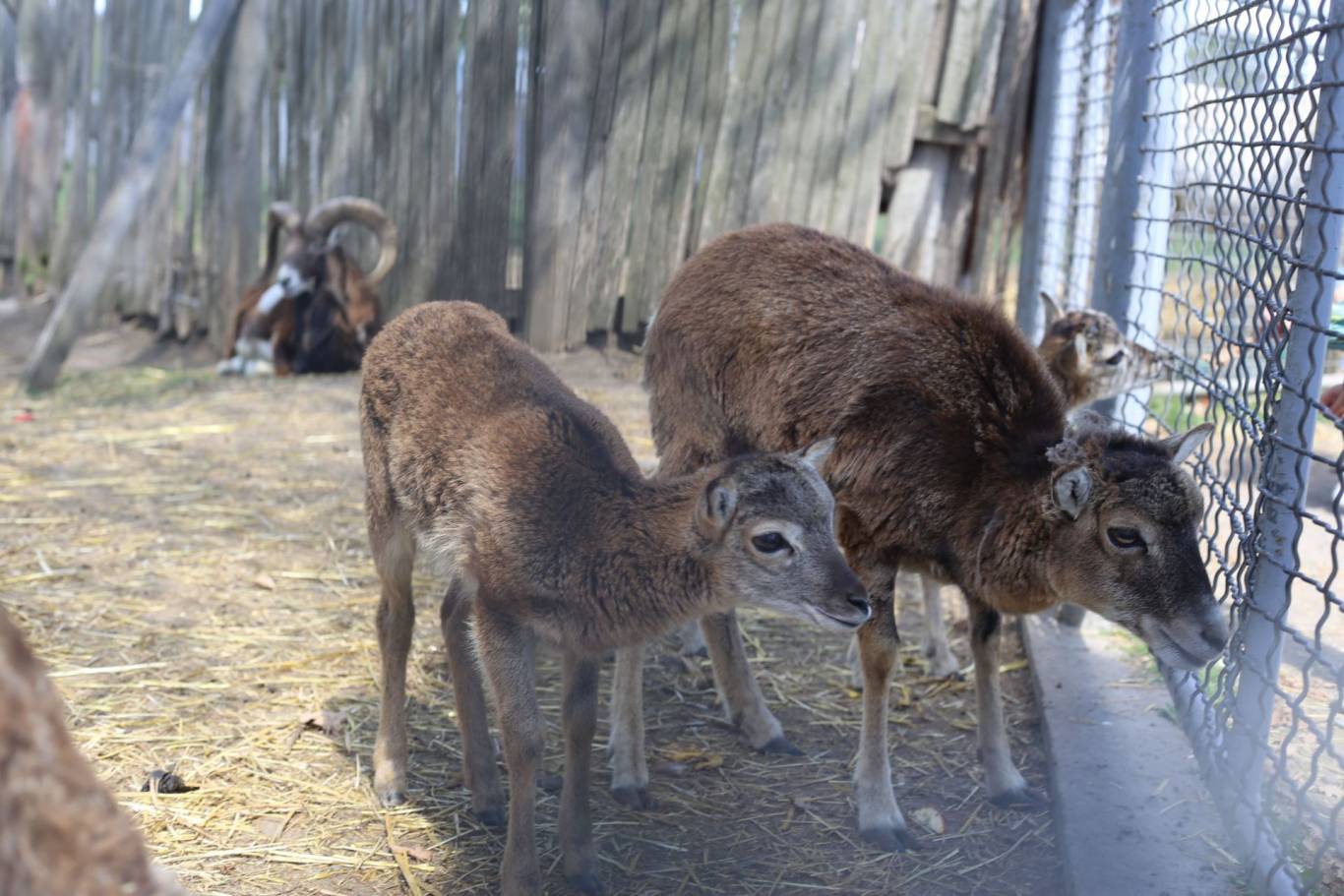 Цікаве дозвілля у Подільському зоопарку
