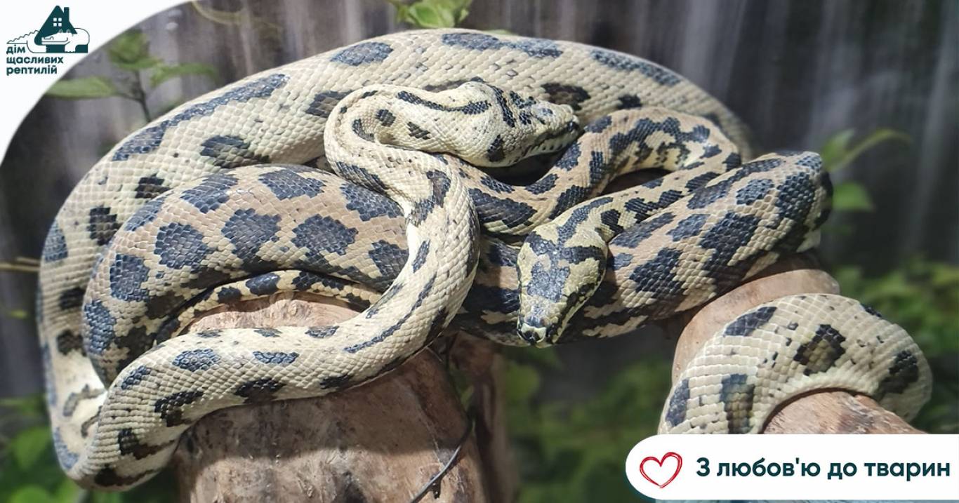 Центр реабілітації рептилій - Крокодилова ферма у Хмельницькому