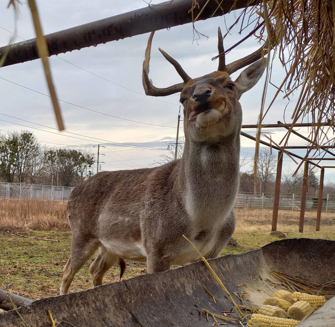 Цікаве дозвілля у Подільському зоопарку