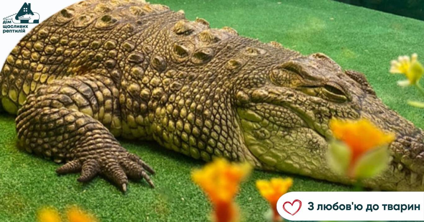 Центр реабілітації рептилій - Крокодилова ферма у Хмельницькому
