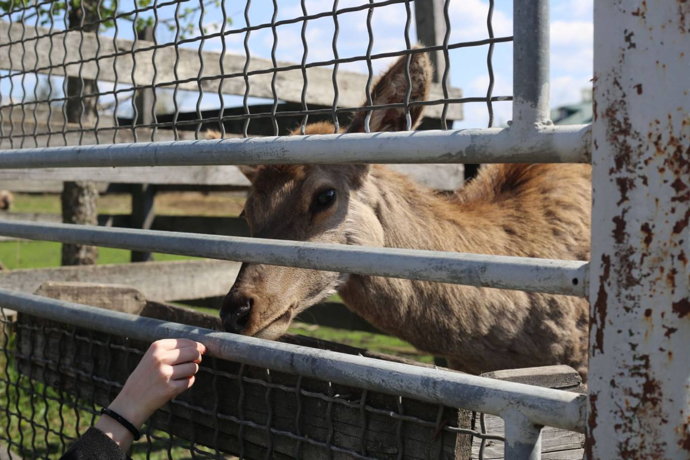 Цікаве дозвілля у Подільському зоопарку