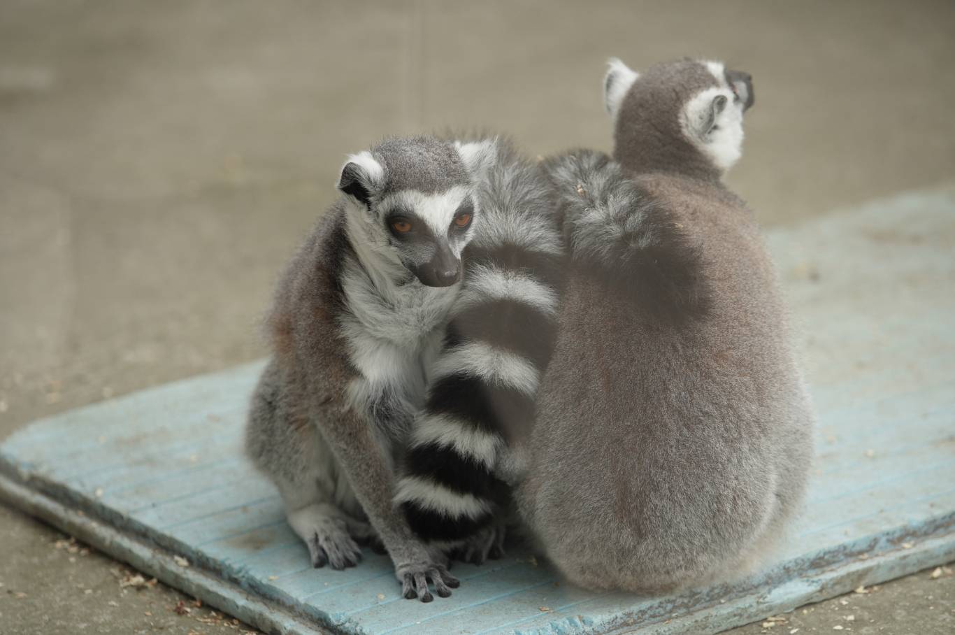 Цікаве дозвілля у Подільському зоопарку