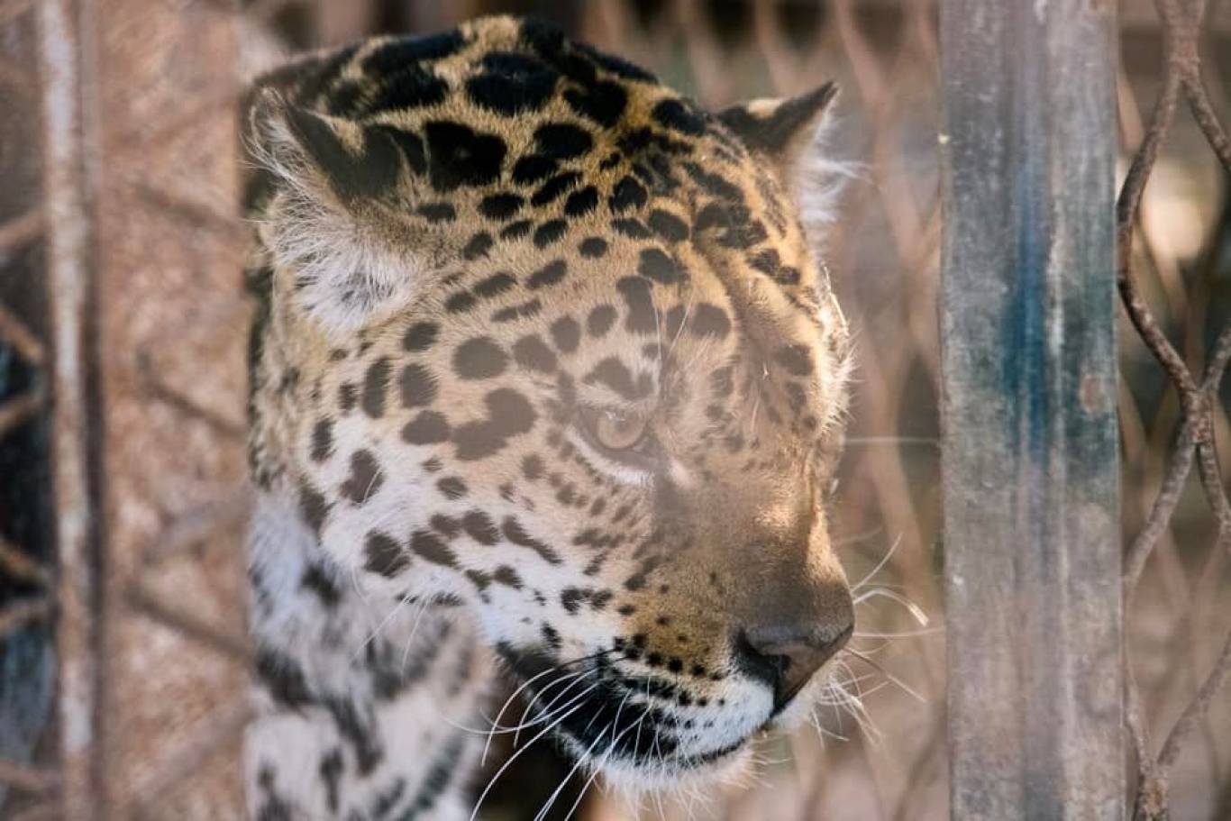 Цікаве дозвілля у Подільському зоопарку