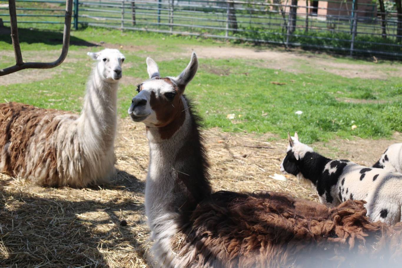 Цікаве дозвілля у Подільському зоопарку