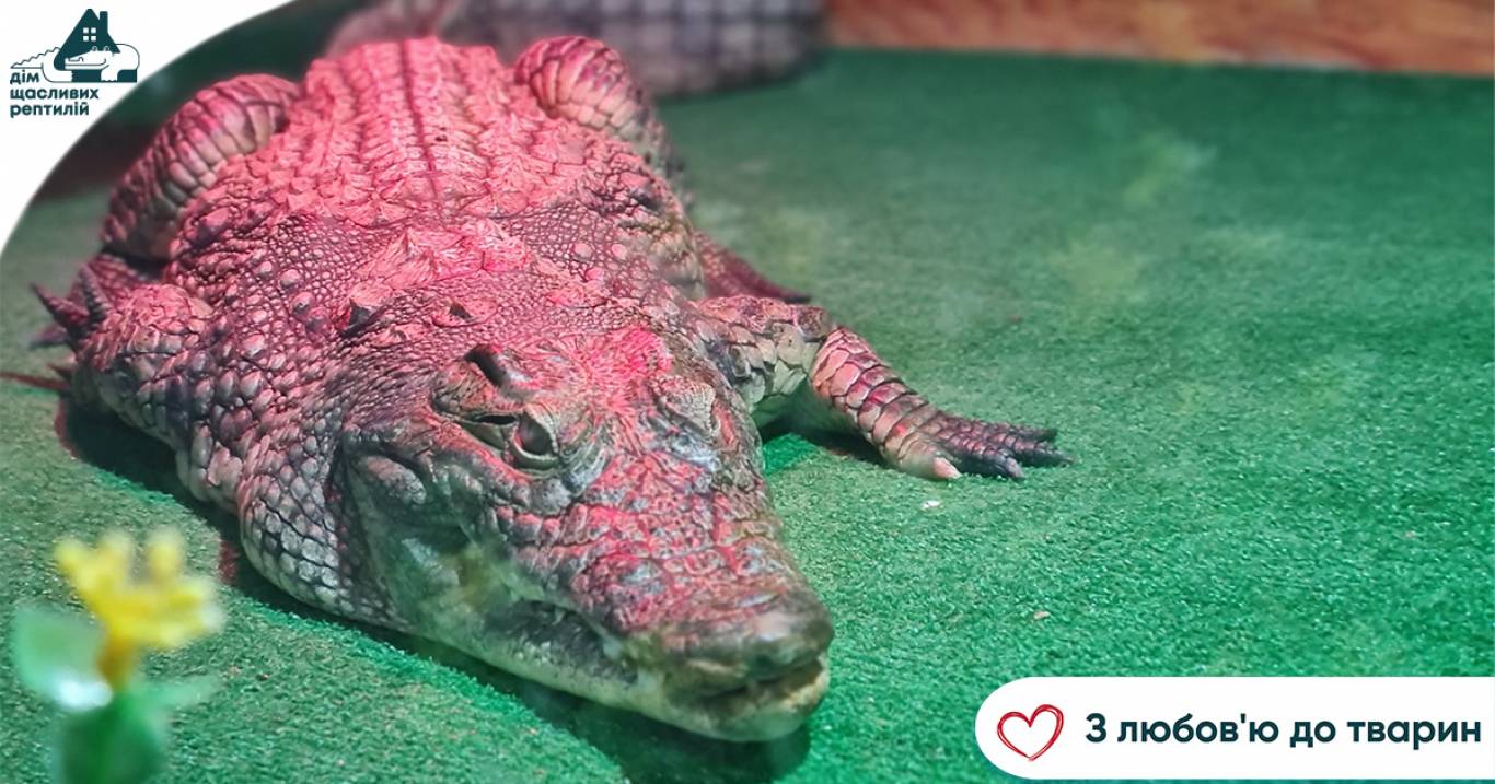 Центр реабілітації рептилій - Крокодилова ферма у Хмельницькому
