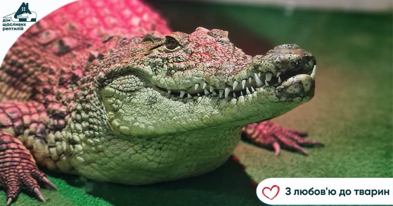 Центр реабілітації рептилій - Крокодилова ферма у Хмельницькому