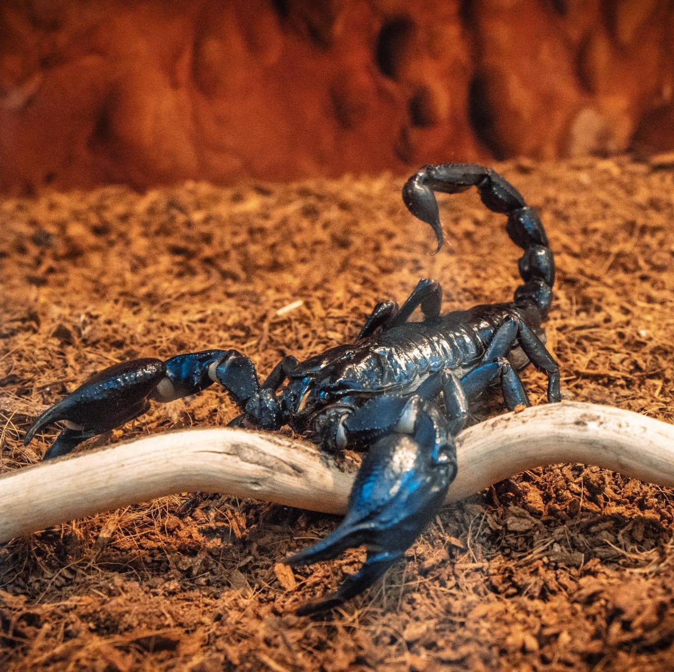 Виставка хижих комах - Інстинкт хижака