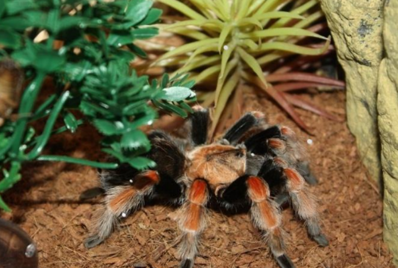 Виставка хижих комах - Інстинкт хижака