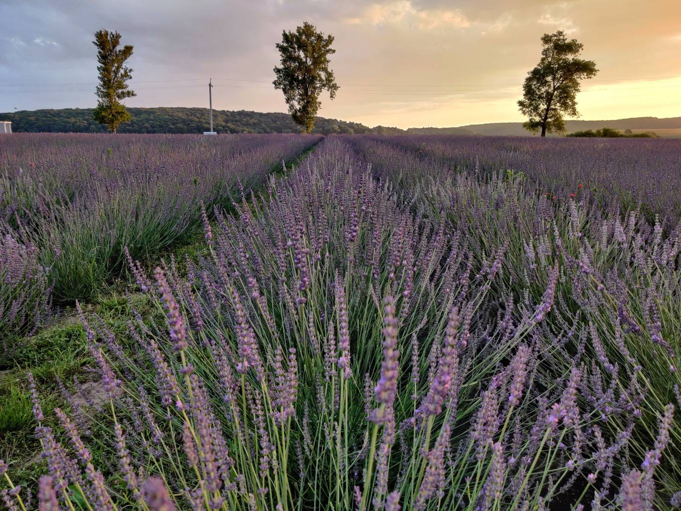 Лавандове поле поблизу Львова 02-07-2022 - Афіша Львова - moemisto.ua.