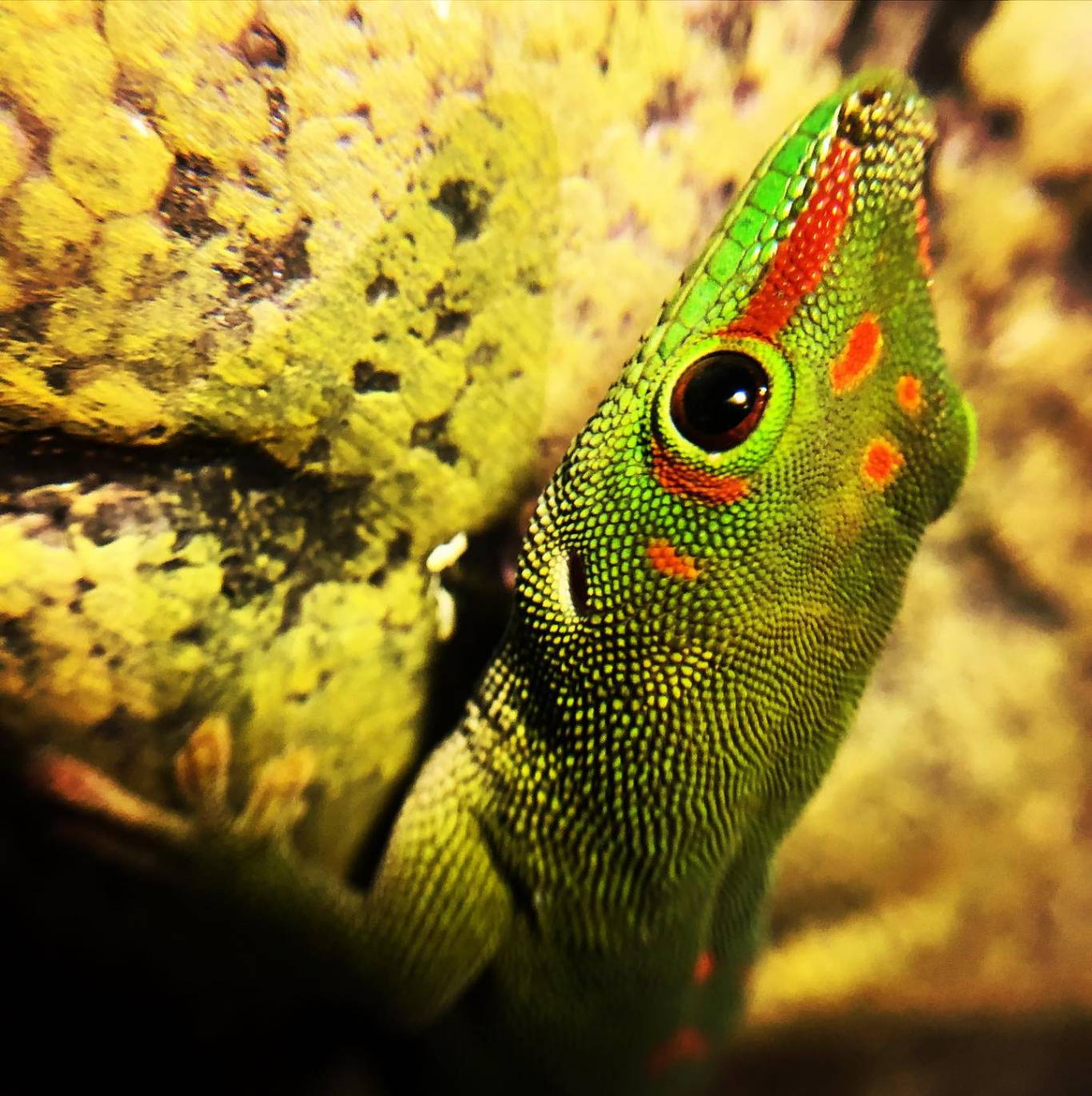 Виставка хижих комах - Інстинкт хижака