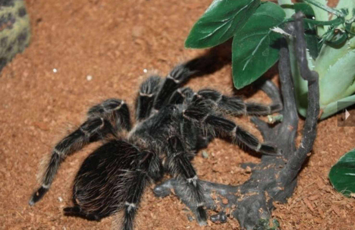 Виставка хижих комах - Інстинкт хижака