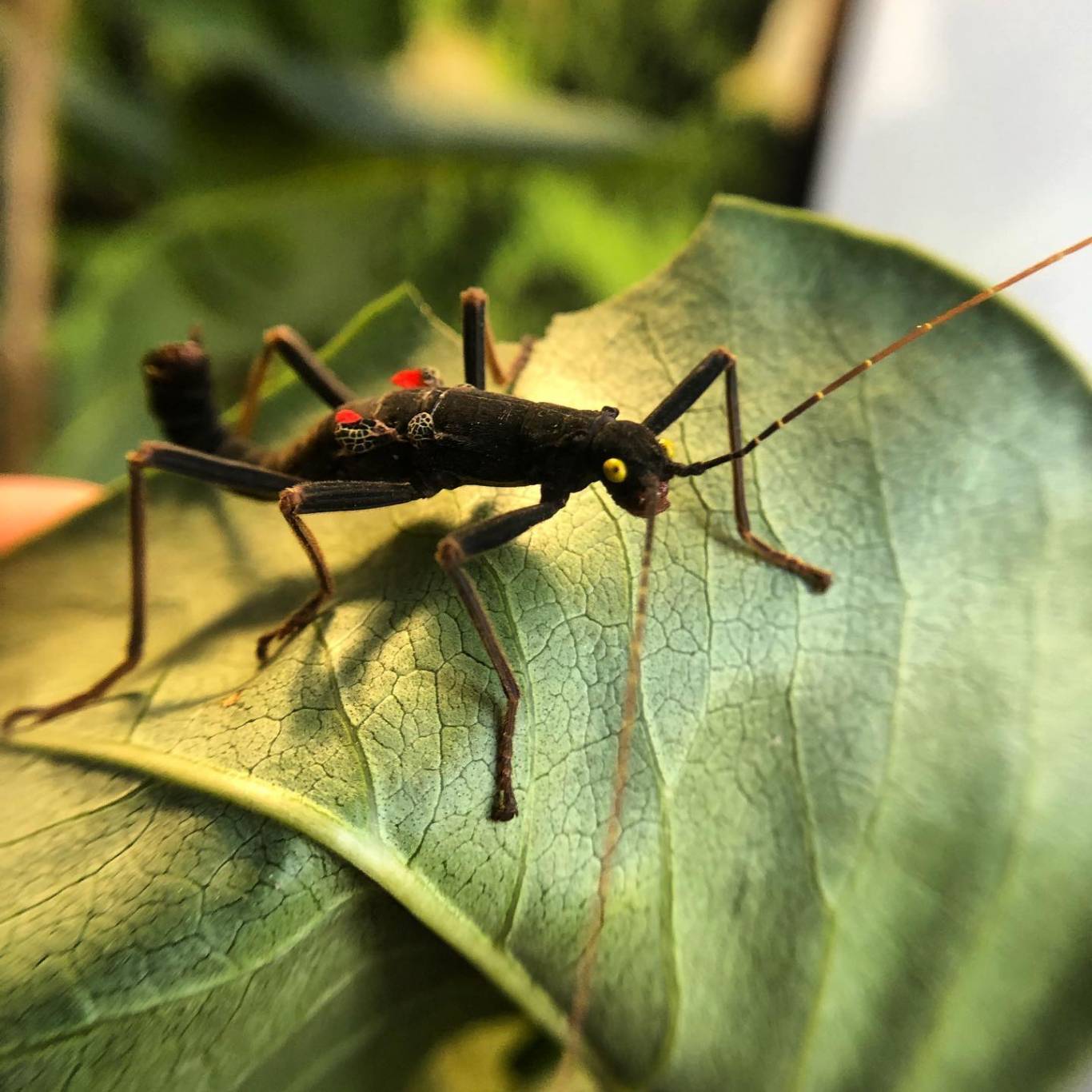 Виставка хижих комах - Інстинкт хижака