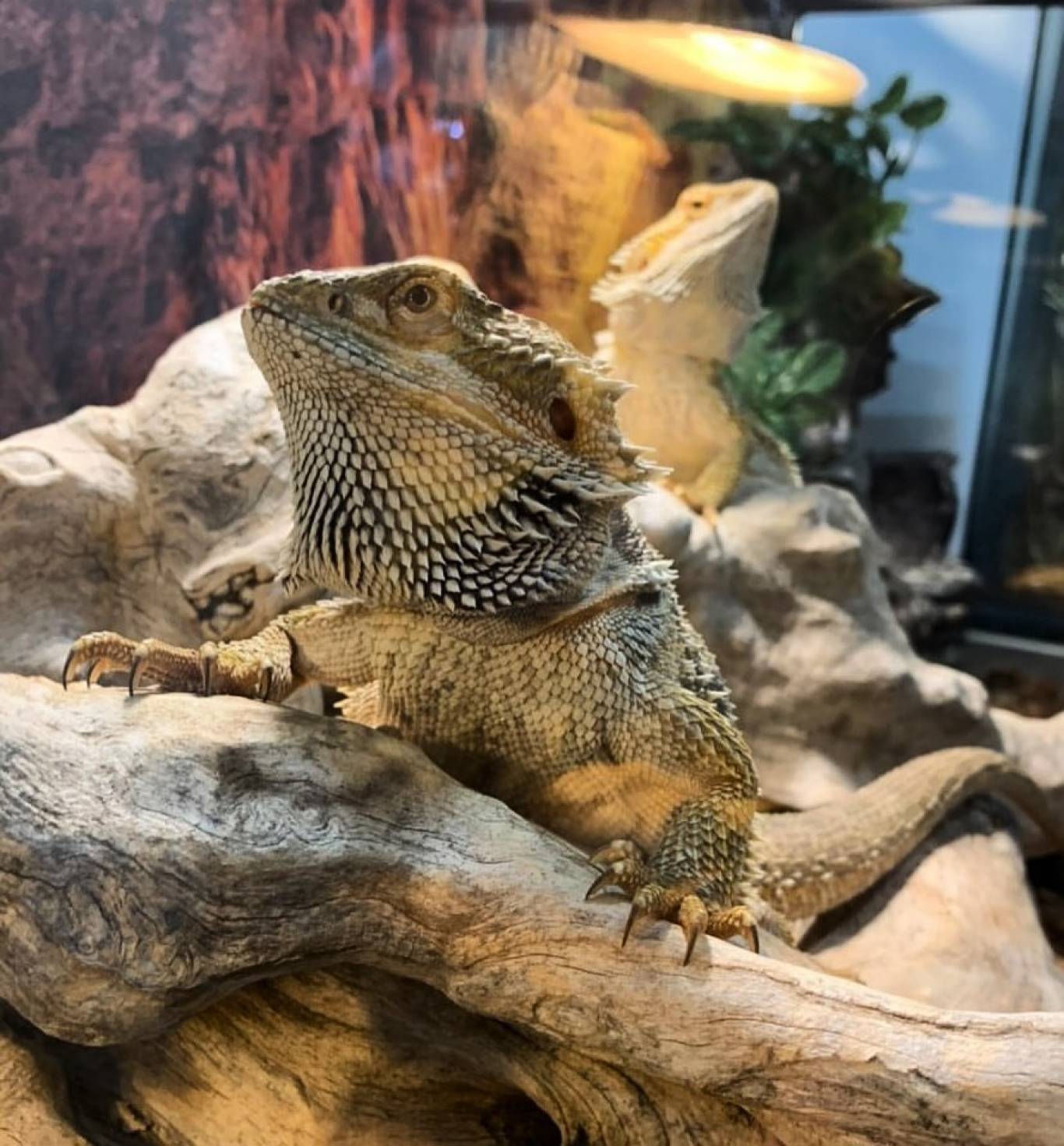 Виставка хижих комах - Інстинкт хижака