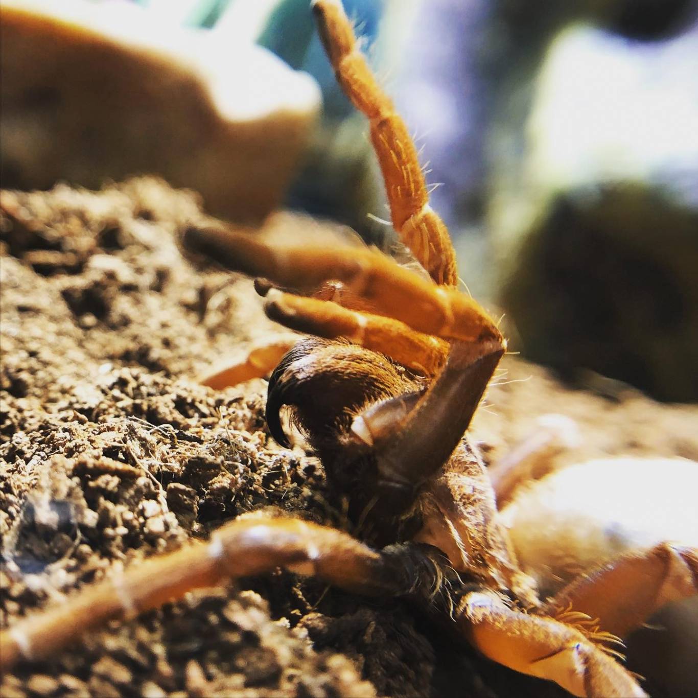 Виставка хижих комах - Інстинкт хижака