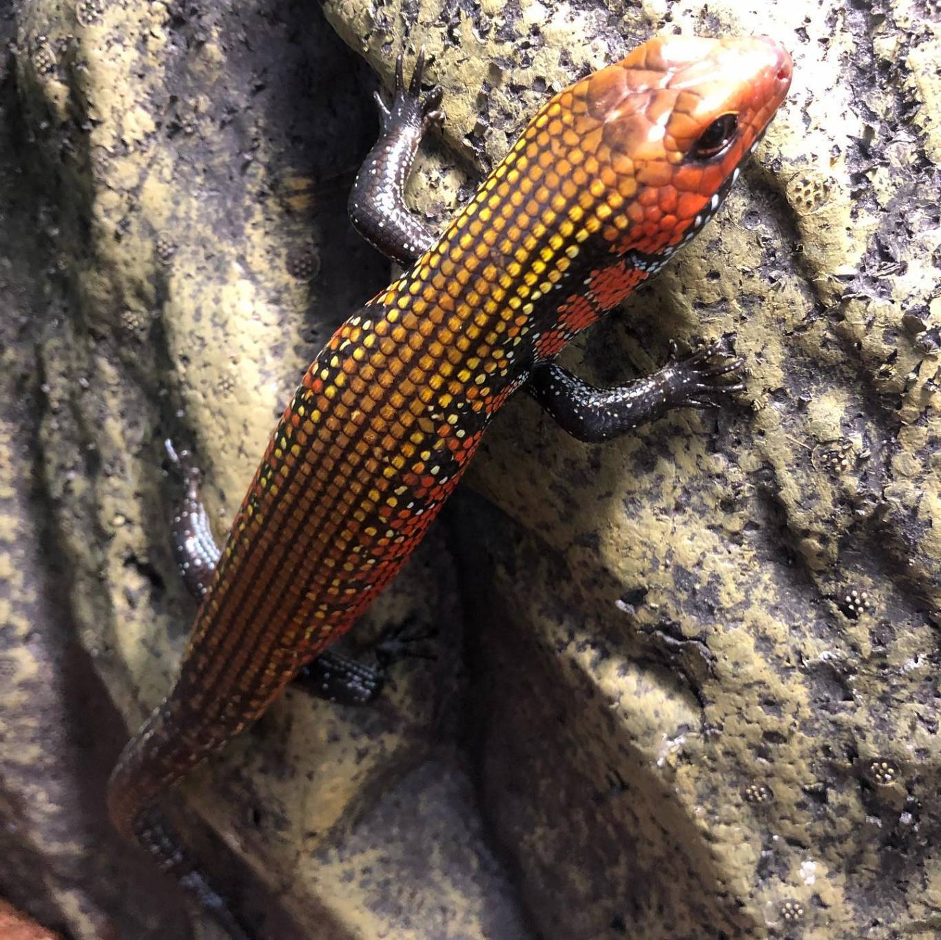 Виставка хижих комах - Інстинкт хижака