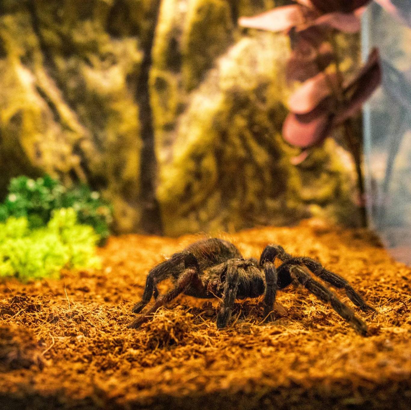 Виставка хижих комах - Інстинкт хижака