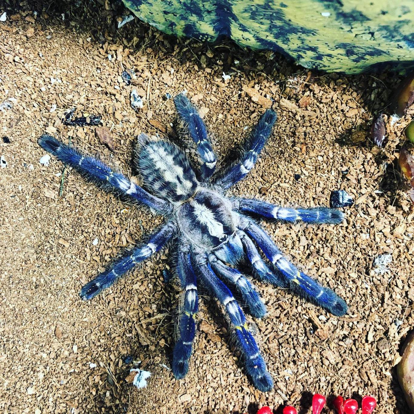 Виставка хижих комах - Інстинкт хижака