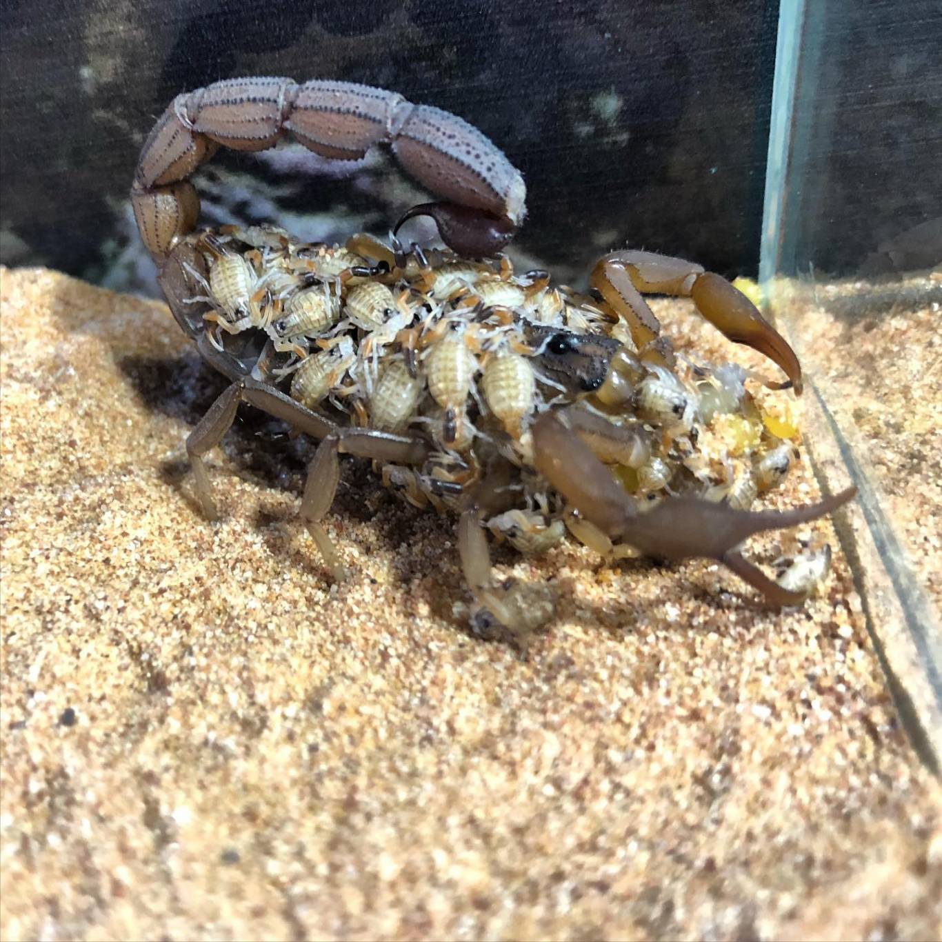 Виставка хижих комах - Інстинкт хижака