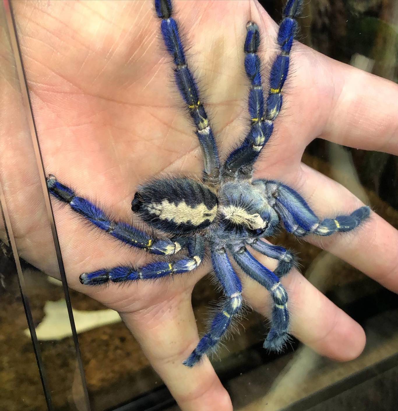 Виставка хижих комах - Інстинкт хижака