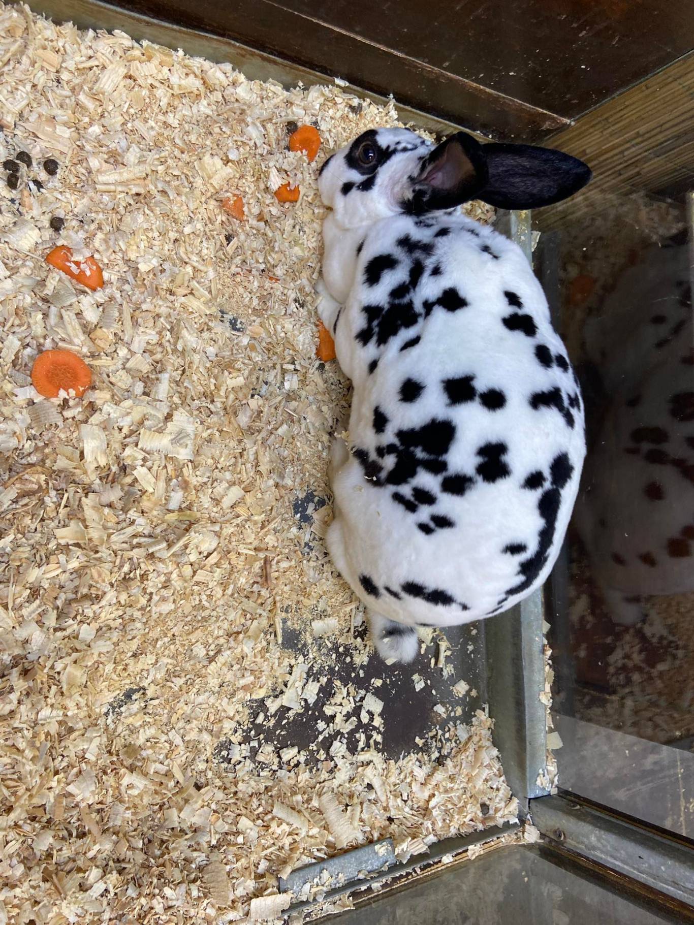 Виставка вухастих і пухнастих "Братик-кролик"