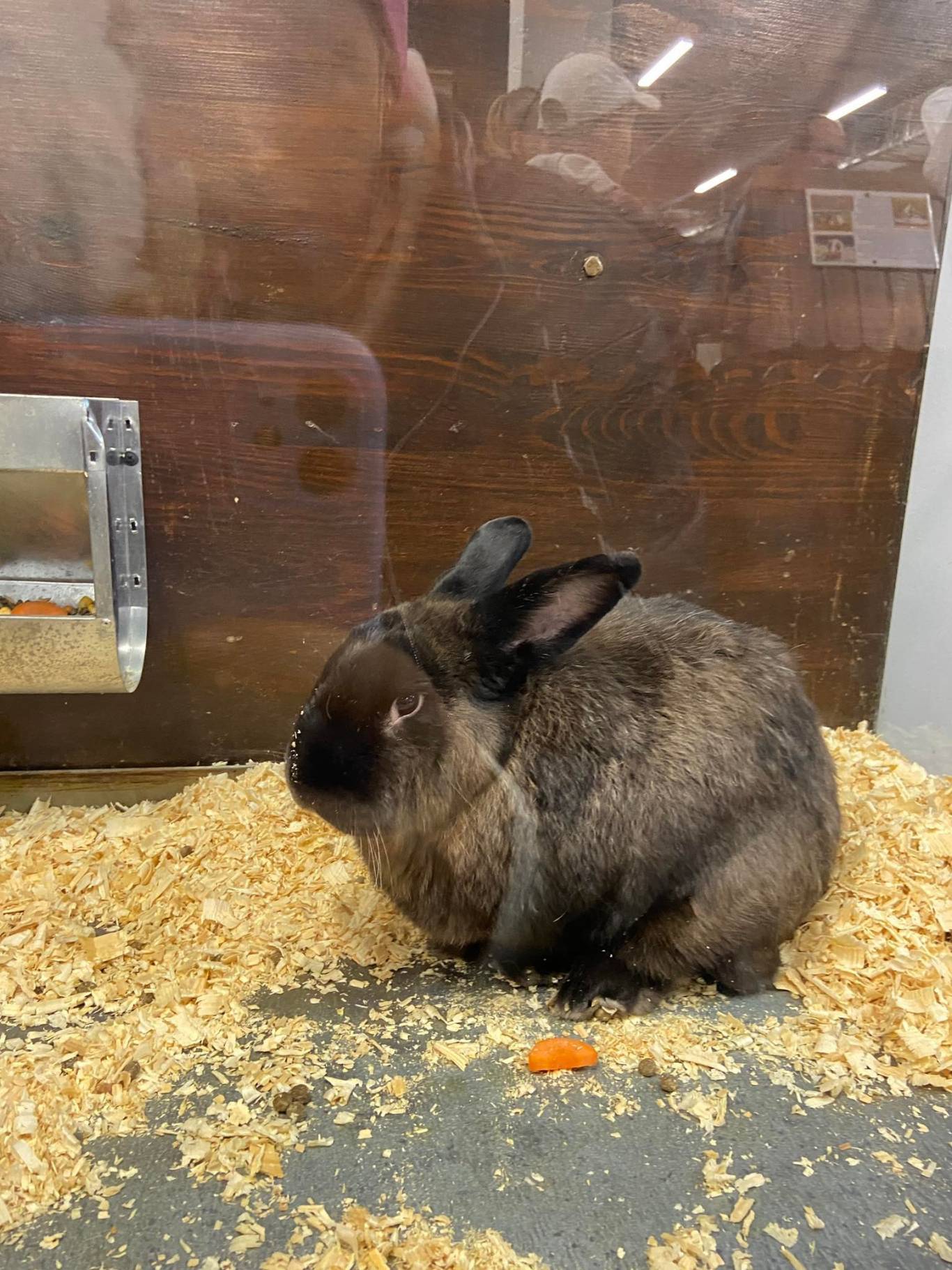 Виставка вухастих і пухнастих "Братик-кролик"