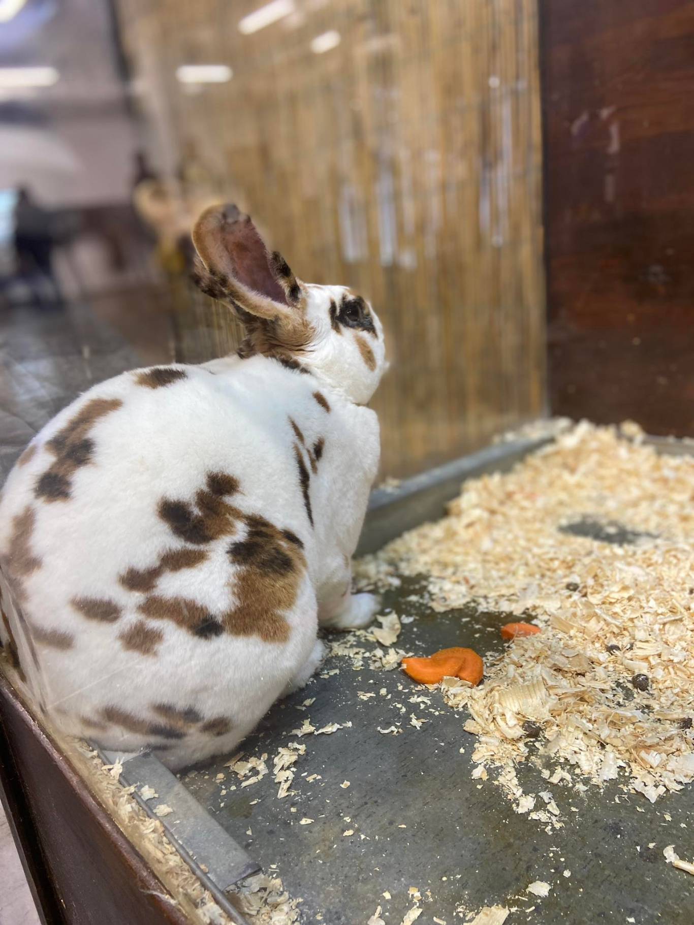 Виставка вухастих і пухнастих "Братик-кролик"