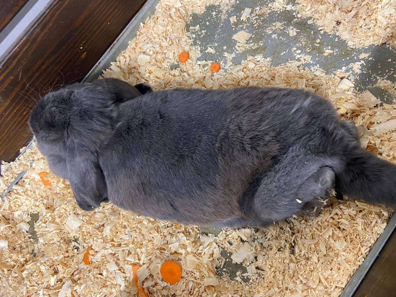 Виставка вухастих і пухнастих "Братик-кролик"