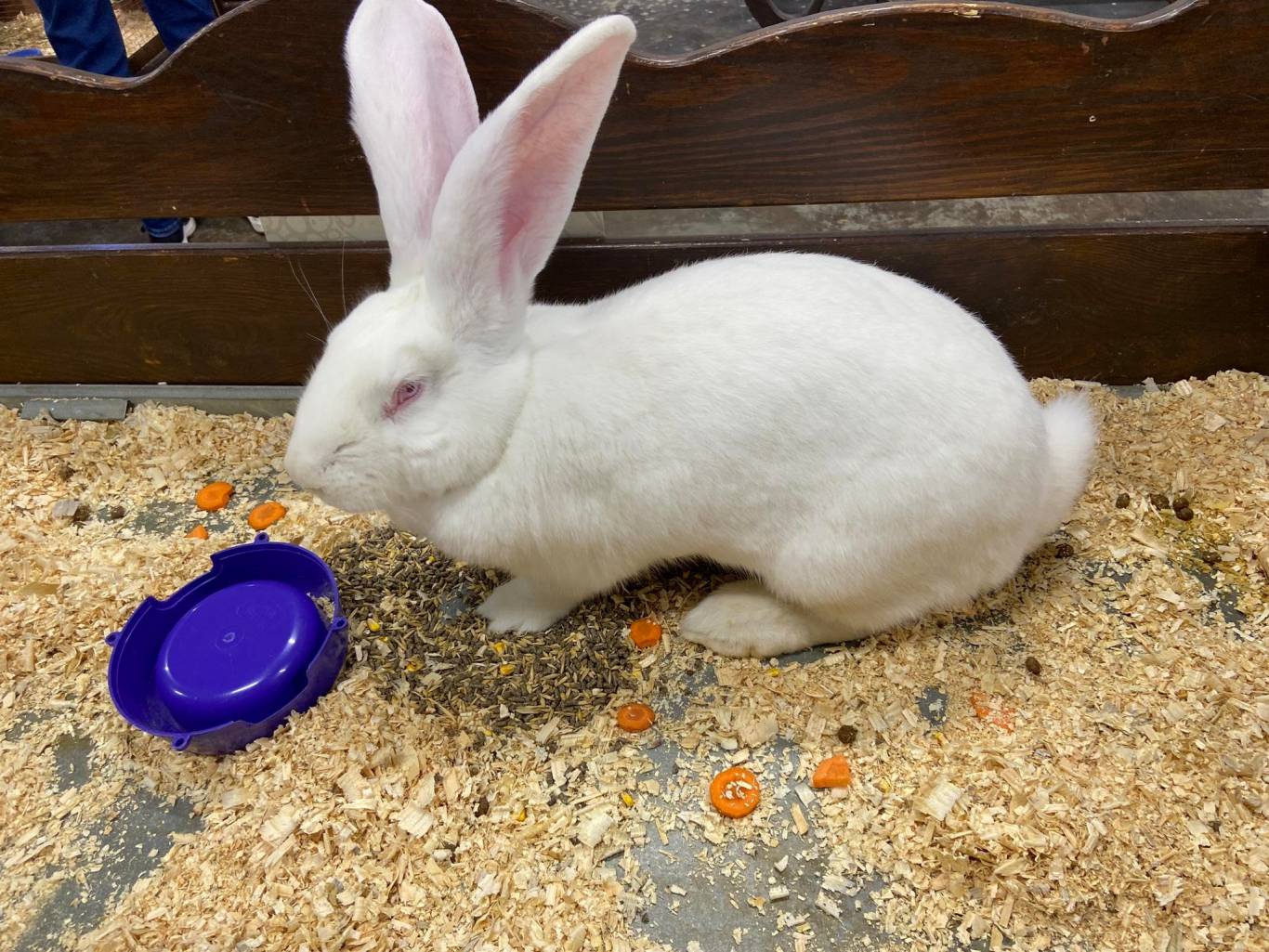 Виставка вухастих і пухнастих "Братик-кролик"