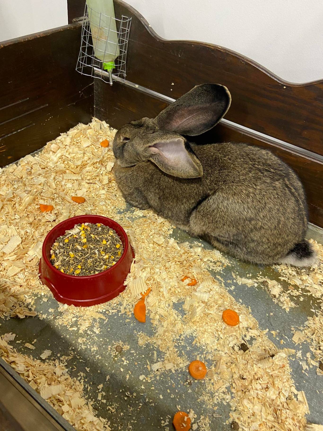 Виставка вухастих і пухнастих "Братик-кролик"