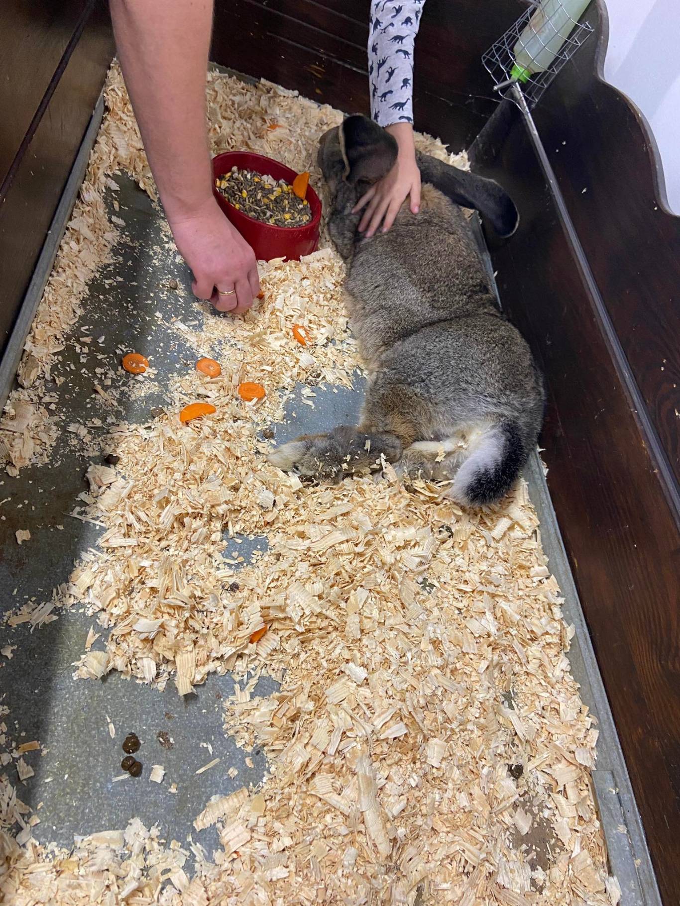 Виставка вухастих і пухнастих "Братик-кролик"