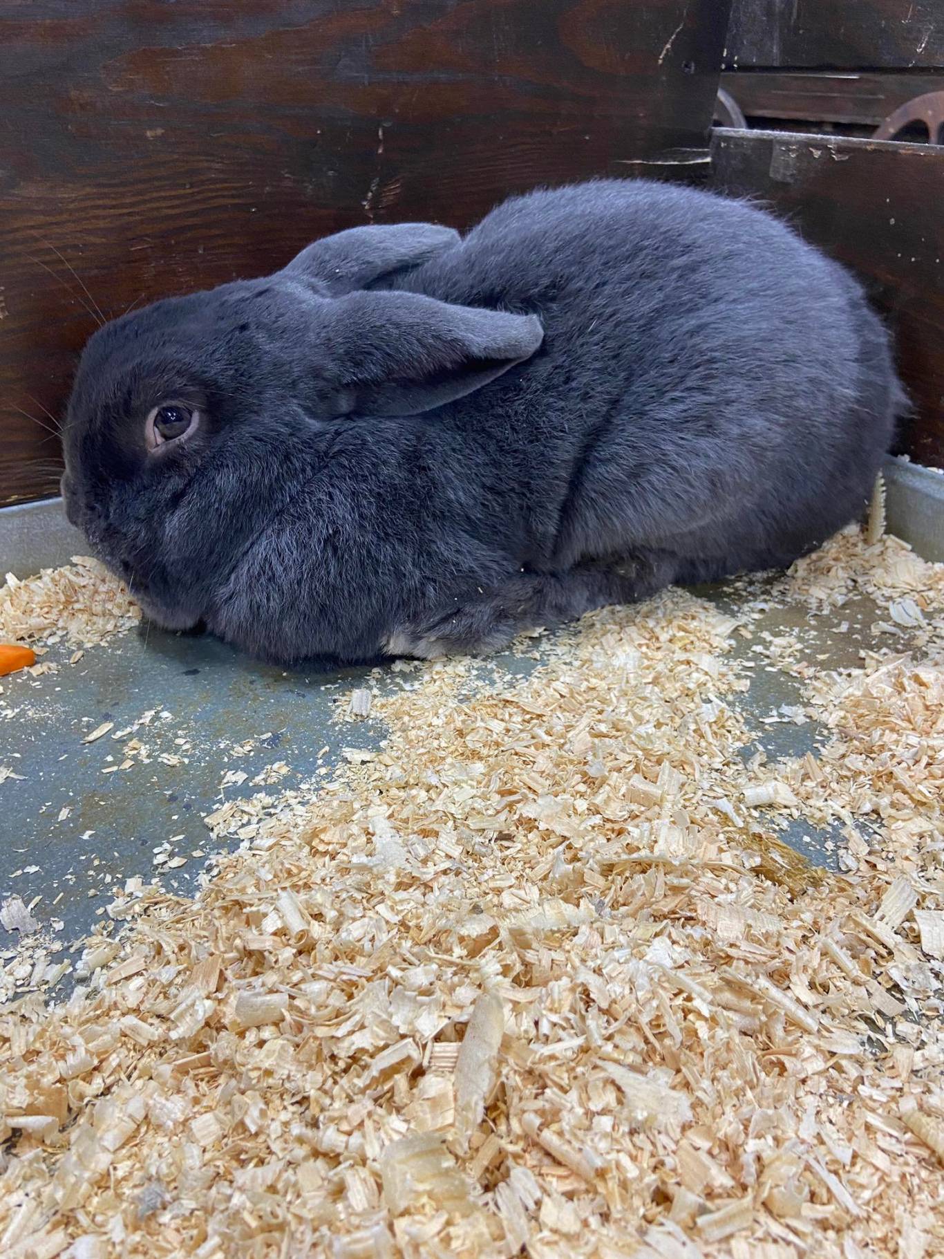 Виставка вухастих і пухнастих "Братик-кролик"