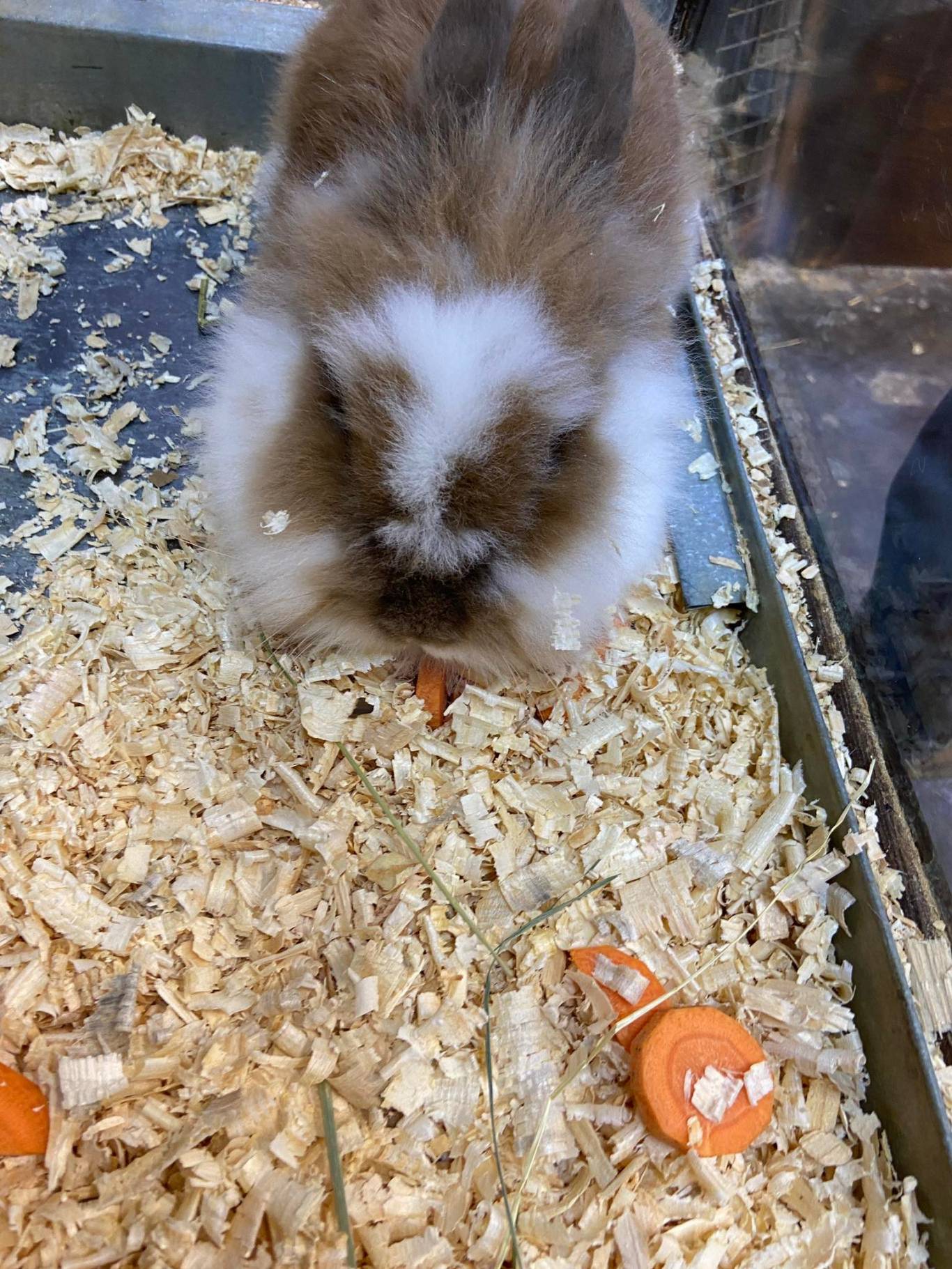 Виставка вухастих і пухнастих "Братик-кролик"