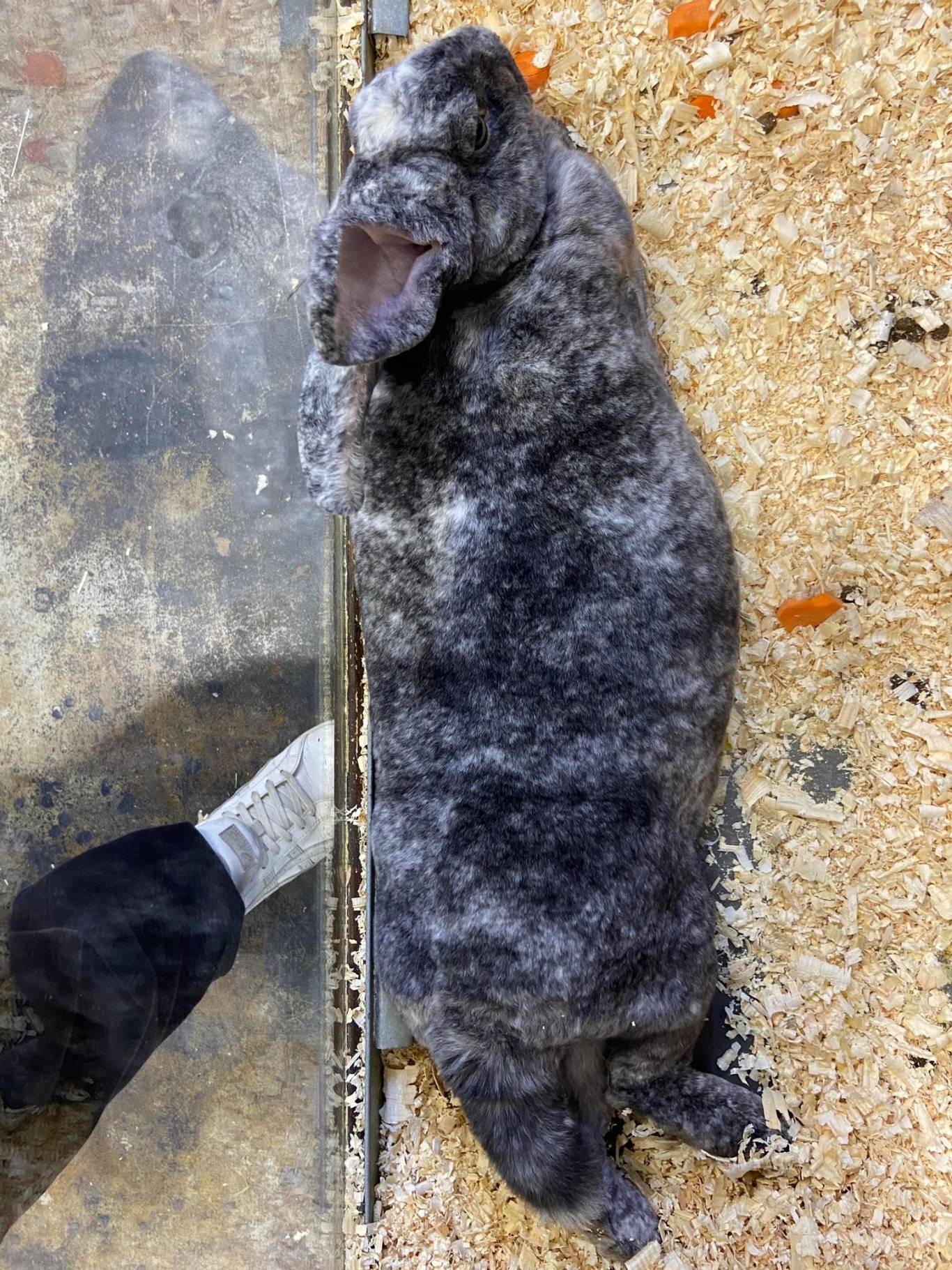 Виставка вухастих і пухнастих "Братик-кролик"