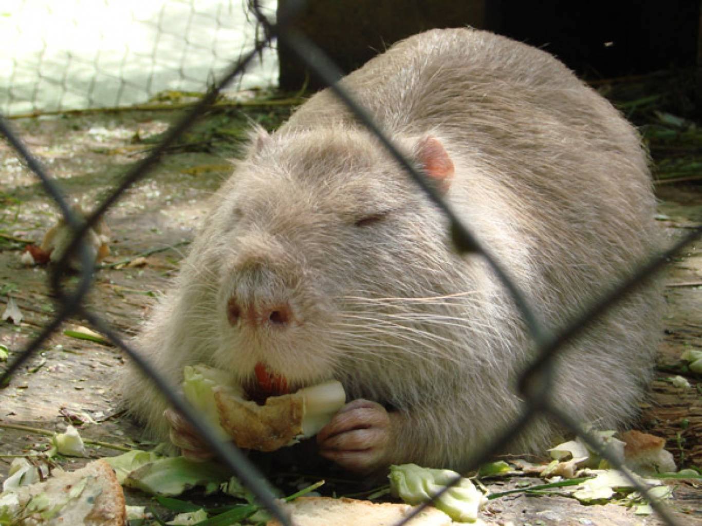 Зоокуточок у Хмельницькому