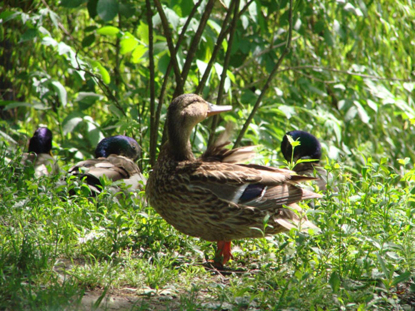 Зоокуточок у Хмельницькому