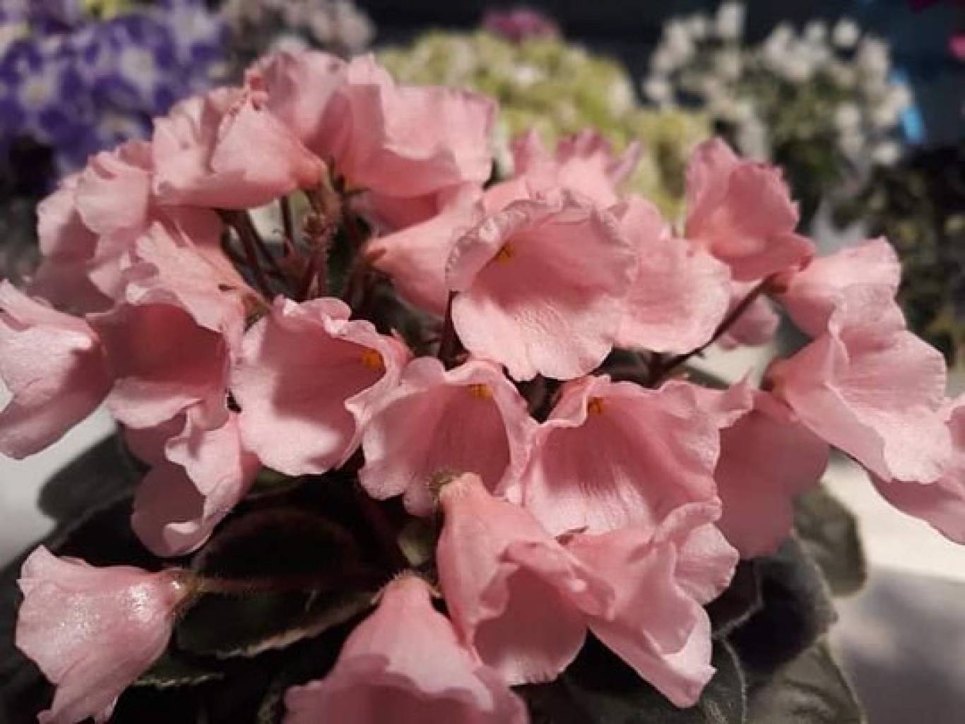 Виставка фіалок "Фіалкова краса"