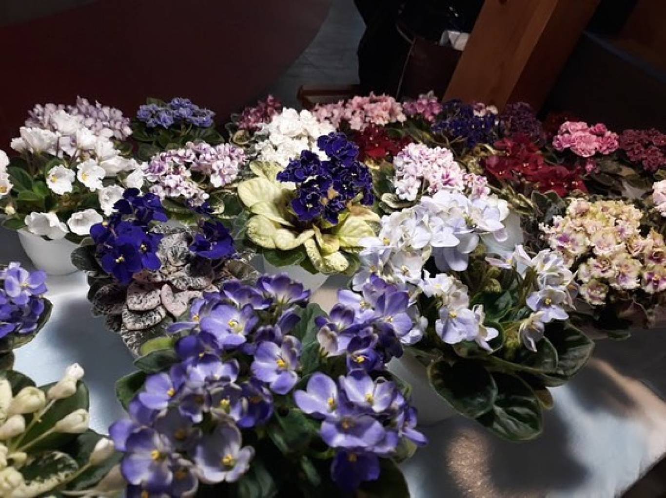 Виставка фіалок "Фіалкова краса"