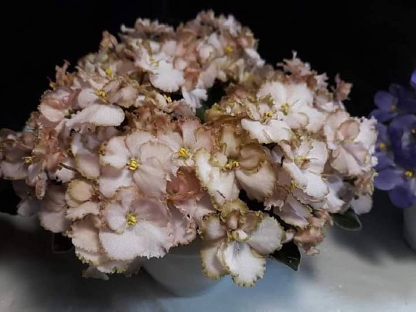 Виставка фіалок "Фіалкова краса"