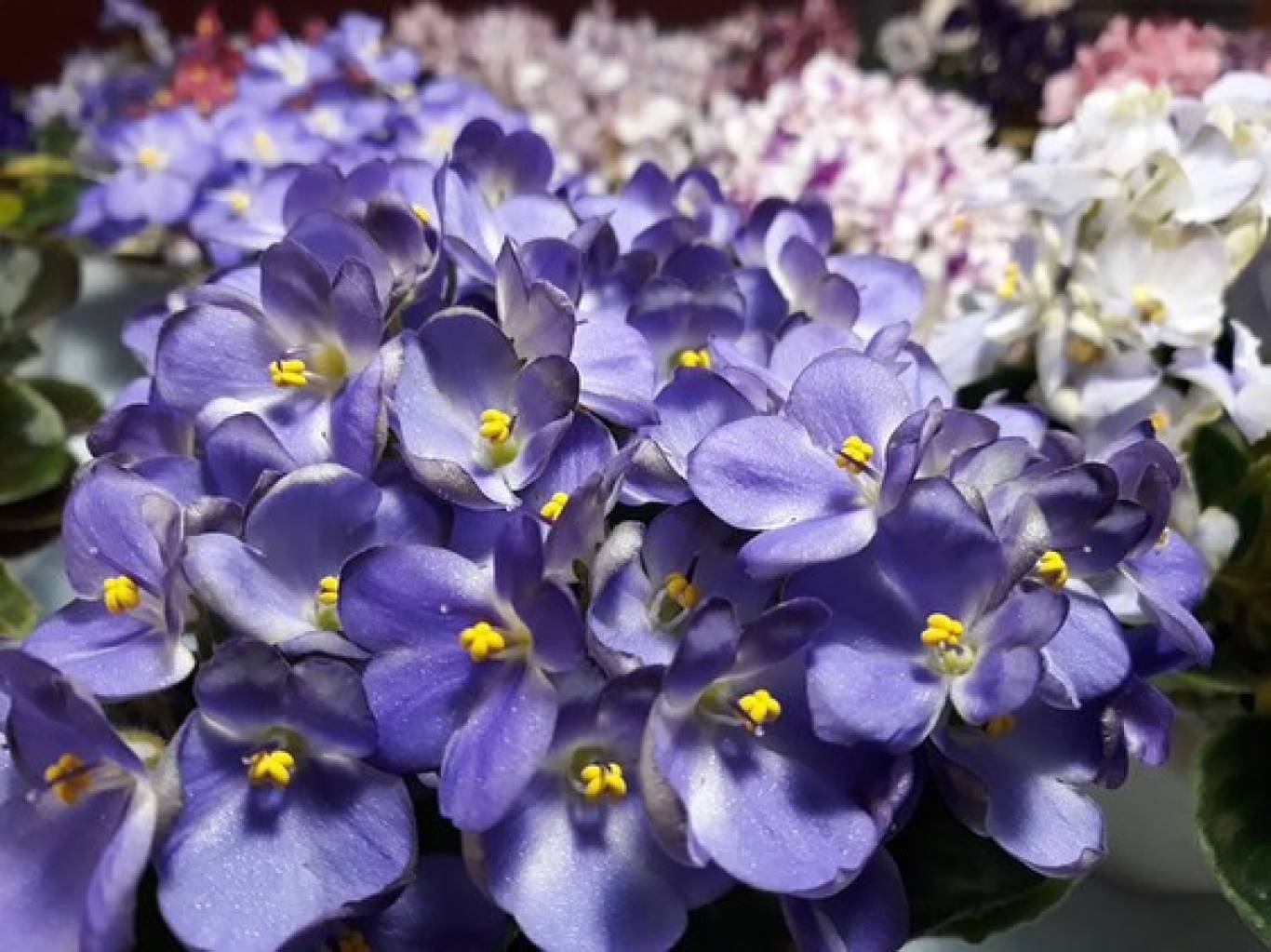 Виставка фіалок "Фіалкова краса"