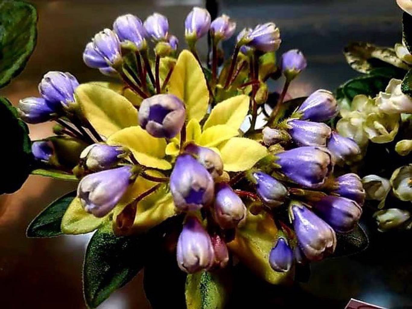 Виставка фіалок "Фіалкова краса"