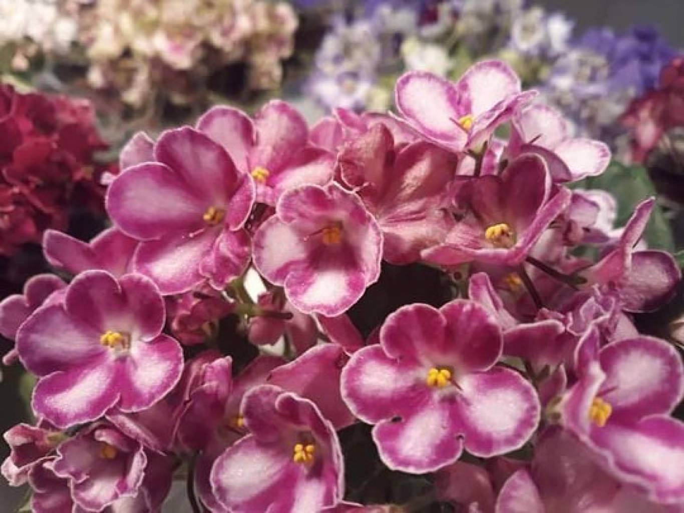 Виставка фіалок "Фіалкова краса"