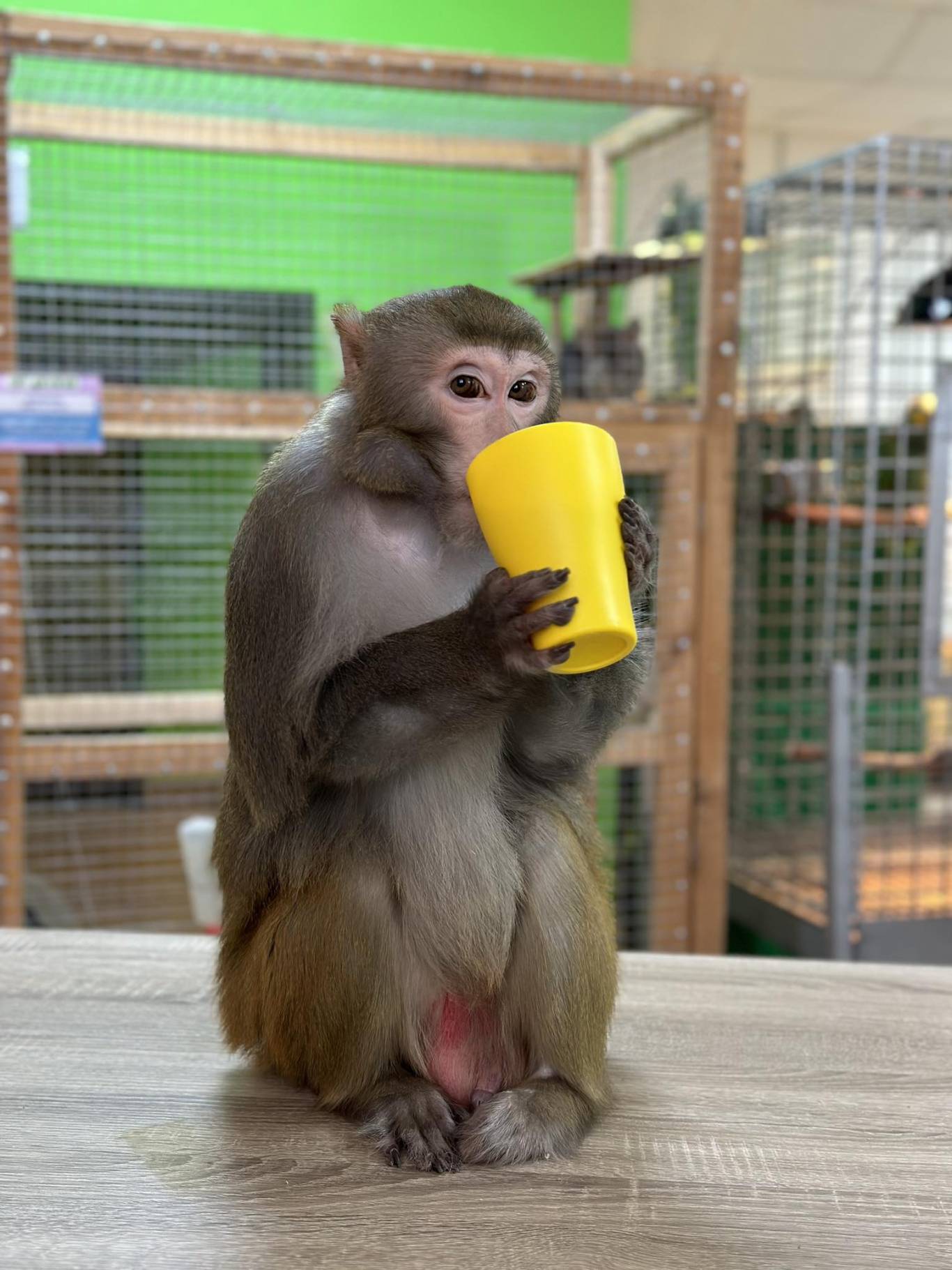 Запорізький зоопарк "Світ Джунглів"