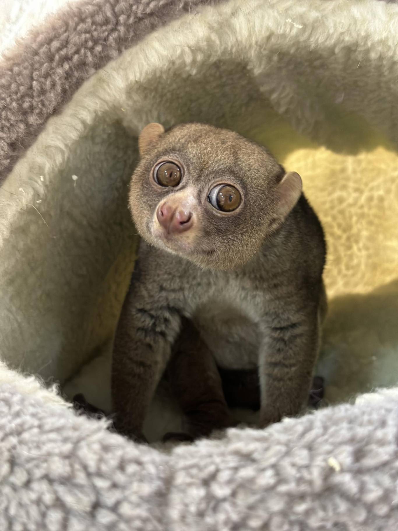 Запорізький зоопарк "Світ Джунглів"