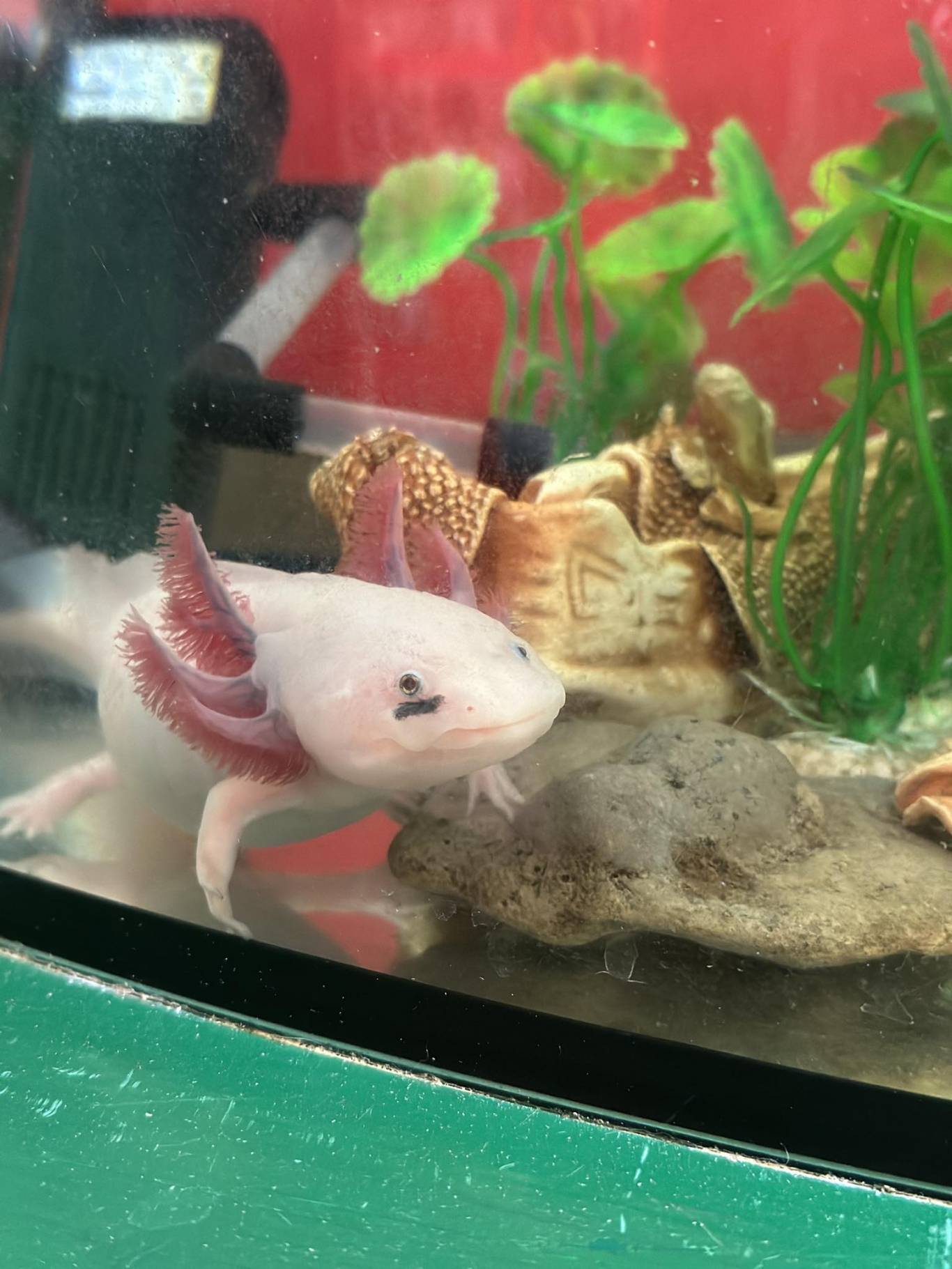 Запорізький зоопарк "Світ Джунглів"