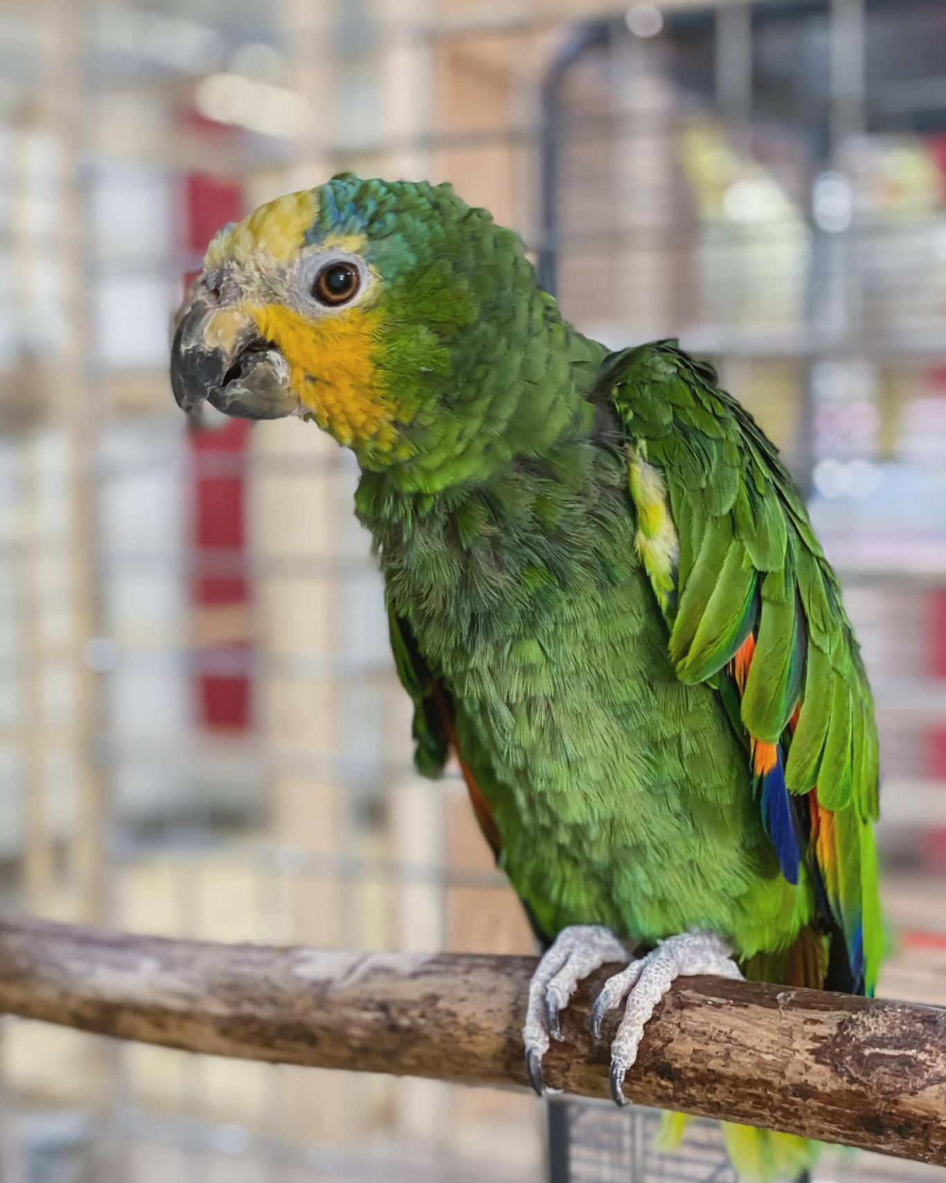 Запорізький зоопарк "Світ Джунглів"