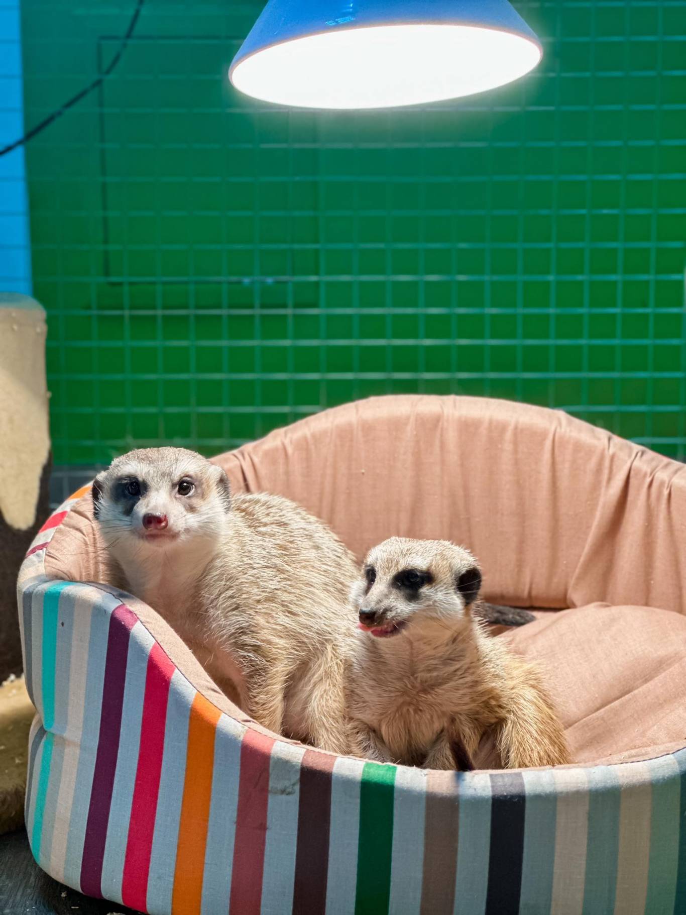 Запорізький зоопарк "Світ Джунглів"