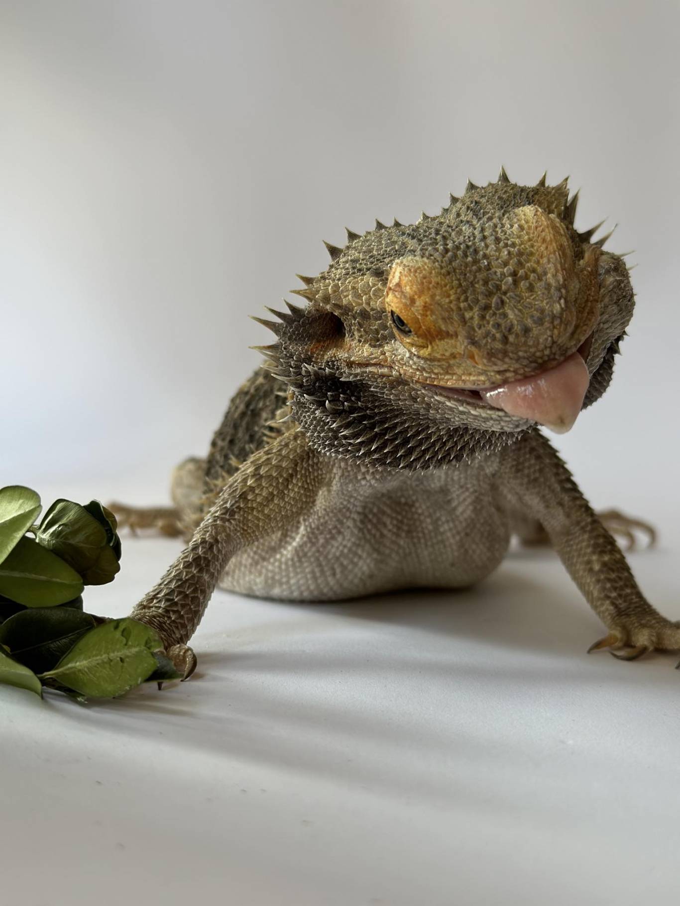 Запорізький зоопарк "Світ Джунглів"