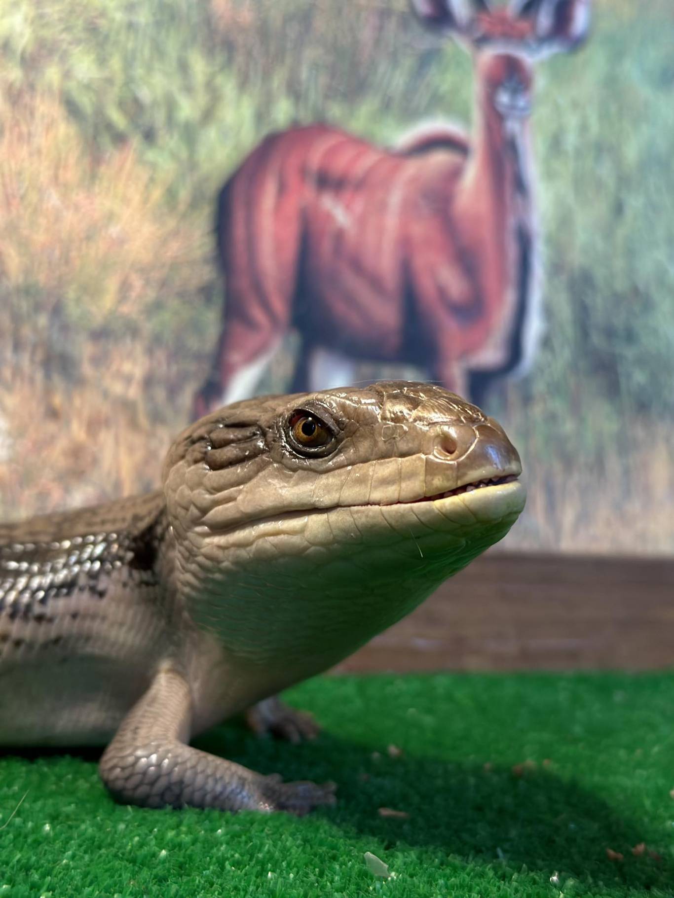 Запорізький зоопарк "Світ Джунглів"