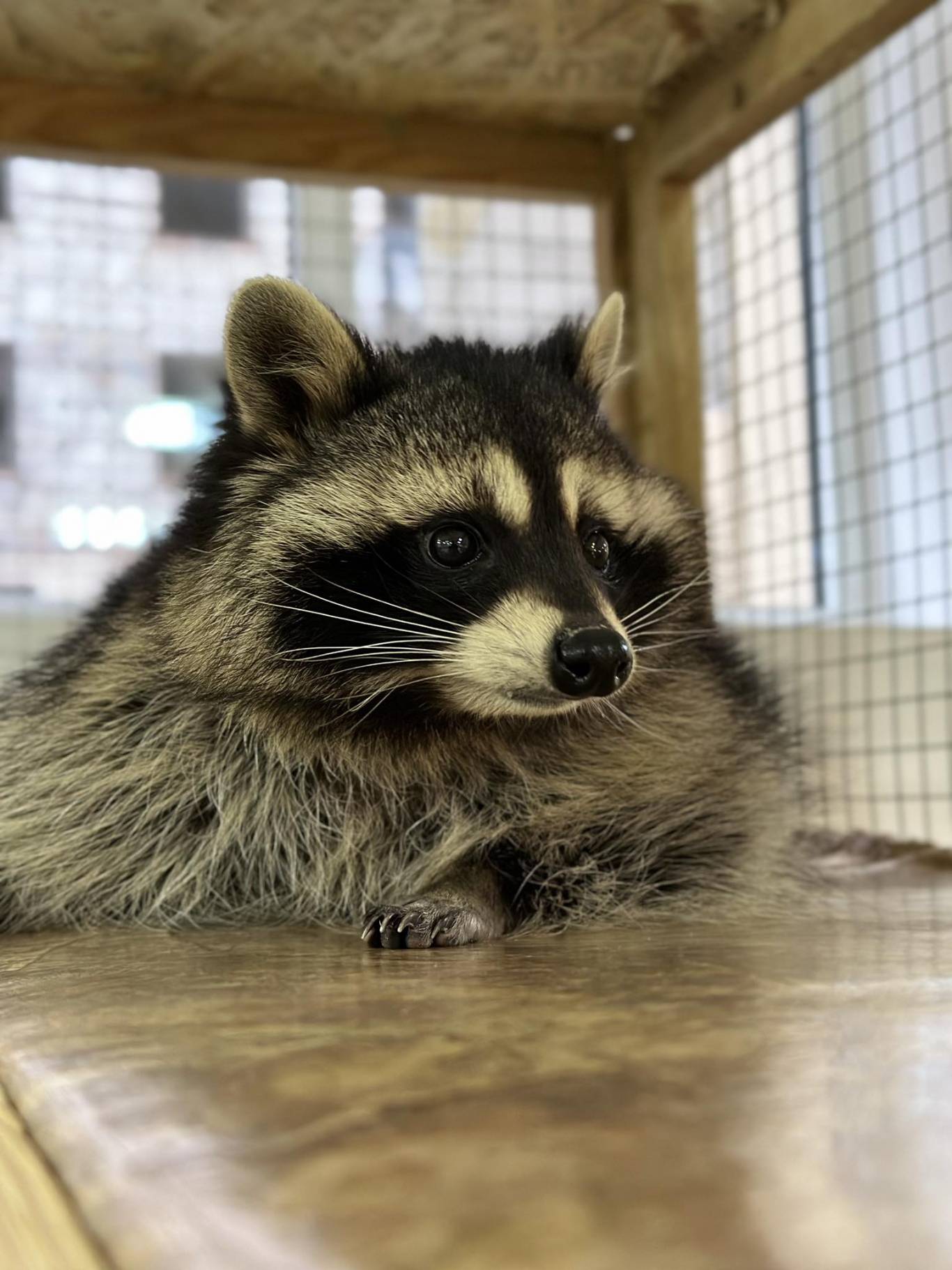 Запорізький зоопарк "Світ Джунглів"