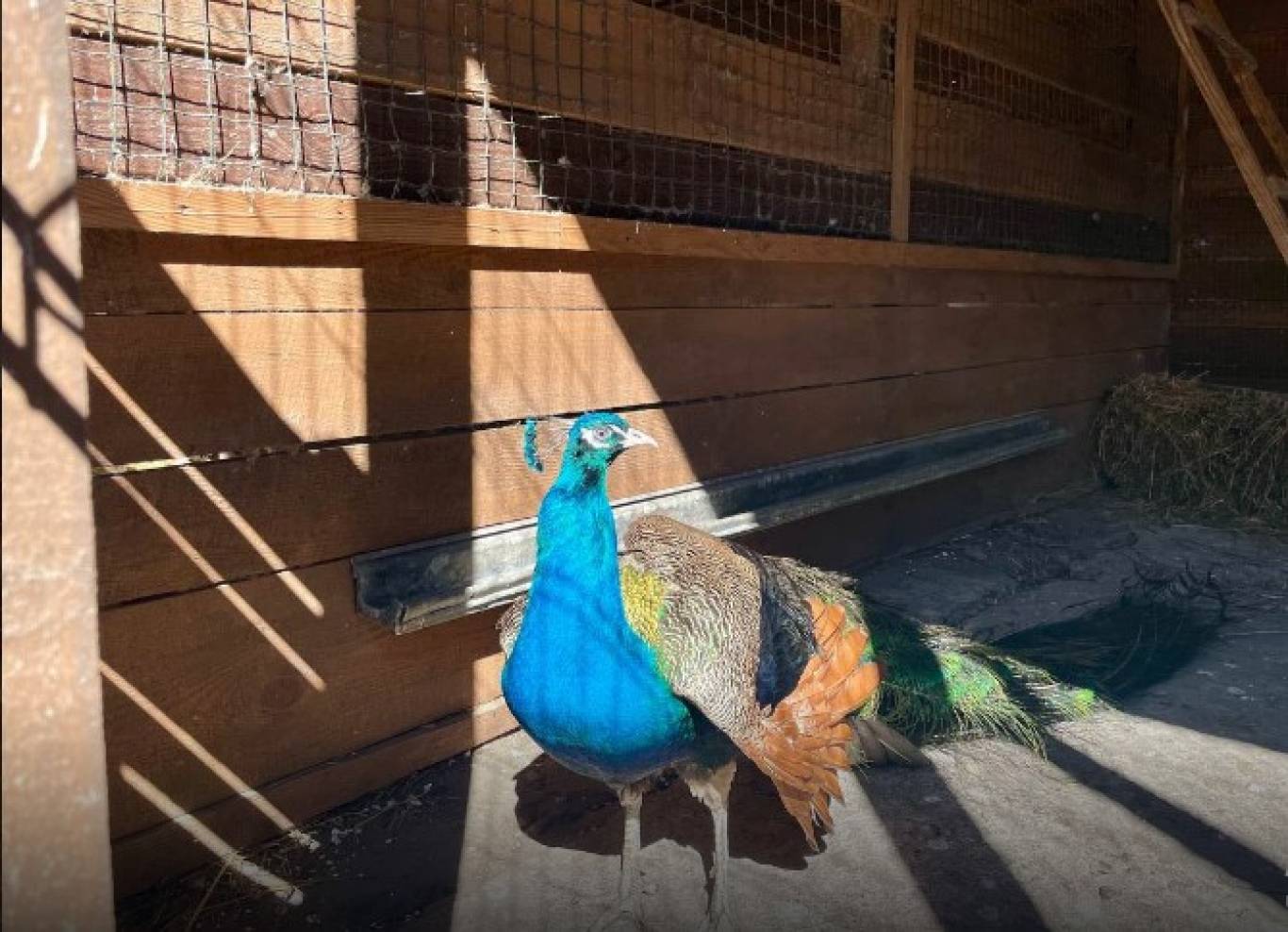 Відпочинок в контактному зоопарку